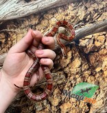 Magazoo Serpent des blés ''Florida Keys'' Femelle 1.5 ans