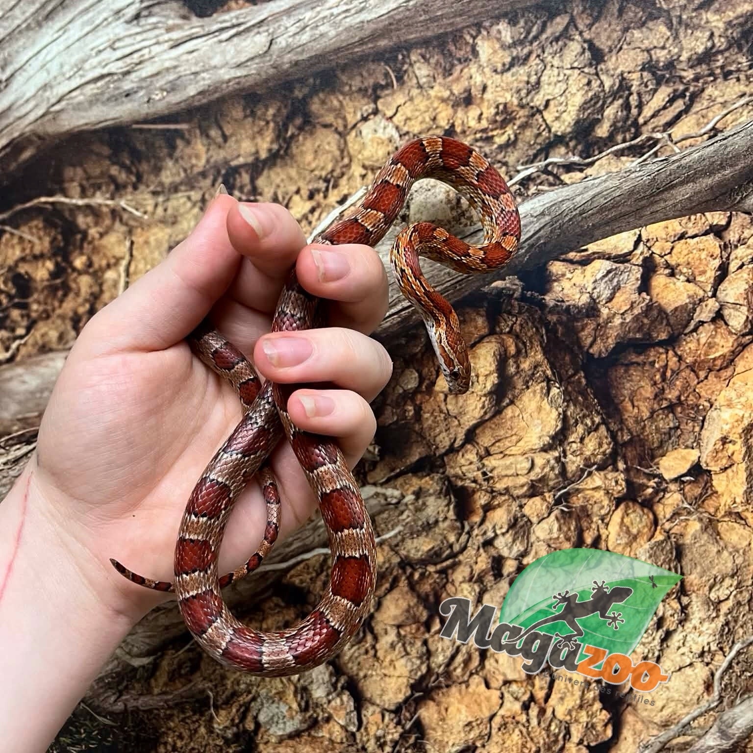 Magazoo Serpent des blés ''Florida Keys'' Femelle 1.5 ans