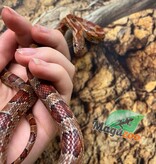 Magazoo ''Florida Keys'' Female Corn snake 1.5 years old