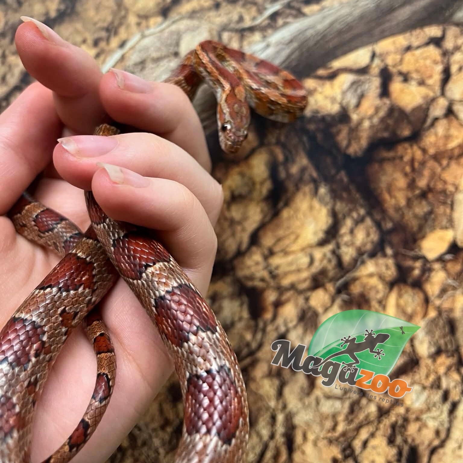 Magazoo ''Florida Keys'' Female Corn snake 1.5 years old