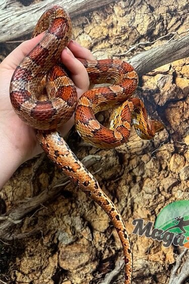Magazoo ''Florida Keys'' Male Corn snake 2 years old