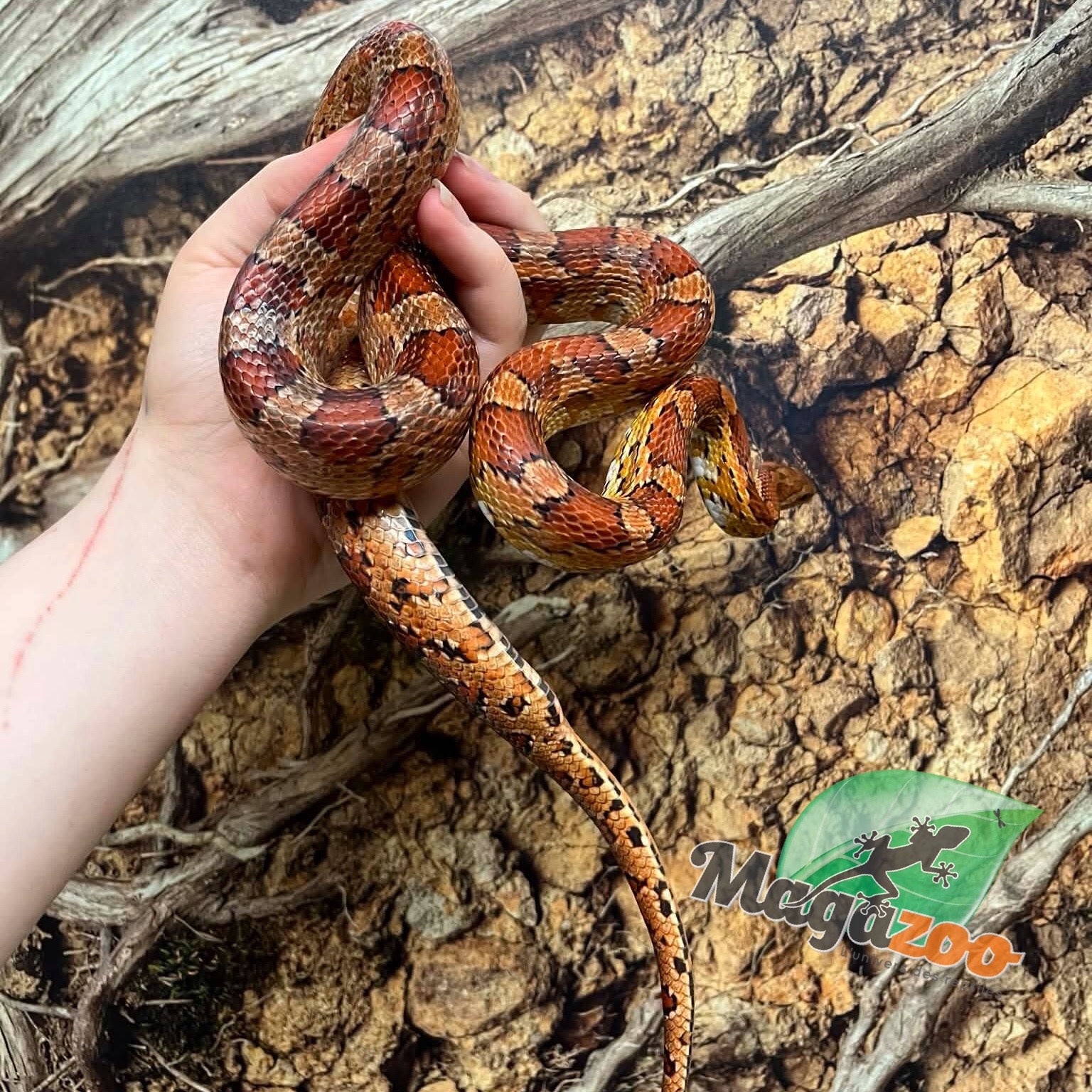 Magazoo Serpent des blés ''Florida Keys'' Mâle 2 ans