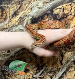 Magazoo Serpent des blés ''Florida Keys'' Mâle 2 ans