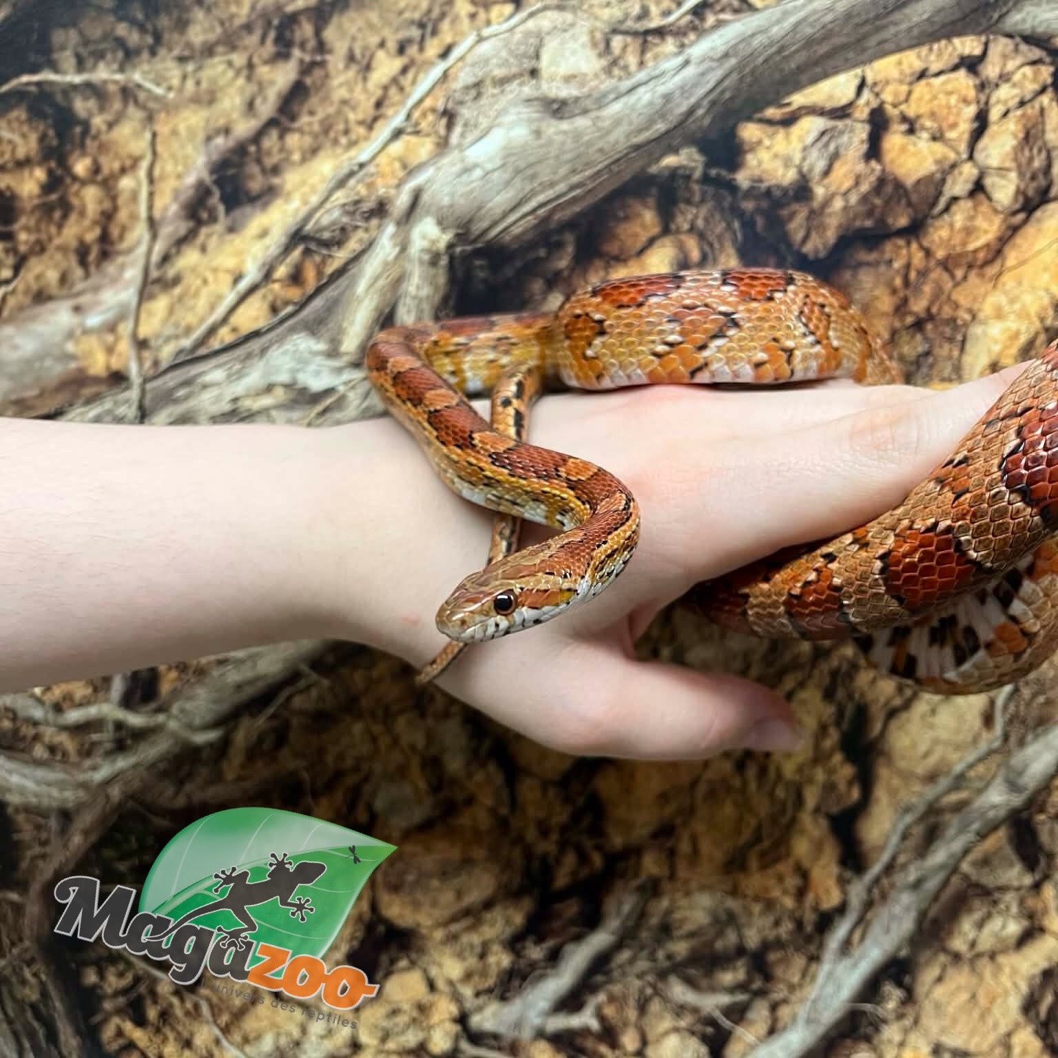 Magazoo ''Florida Keys'' Male Corn snake 2 years old