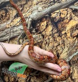 Magazoo ''Florida Keys'' Male Corn snake 2 years old