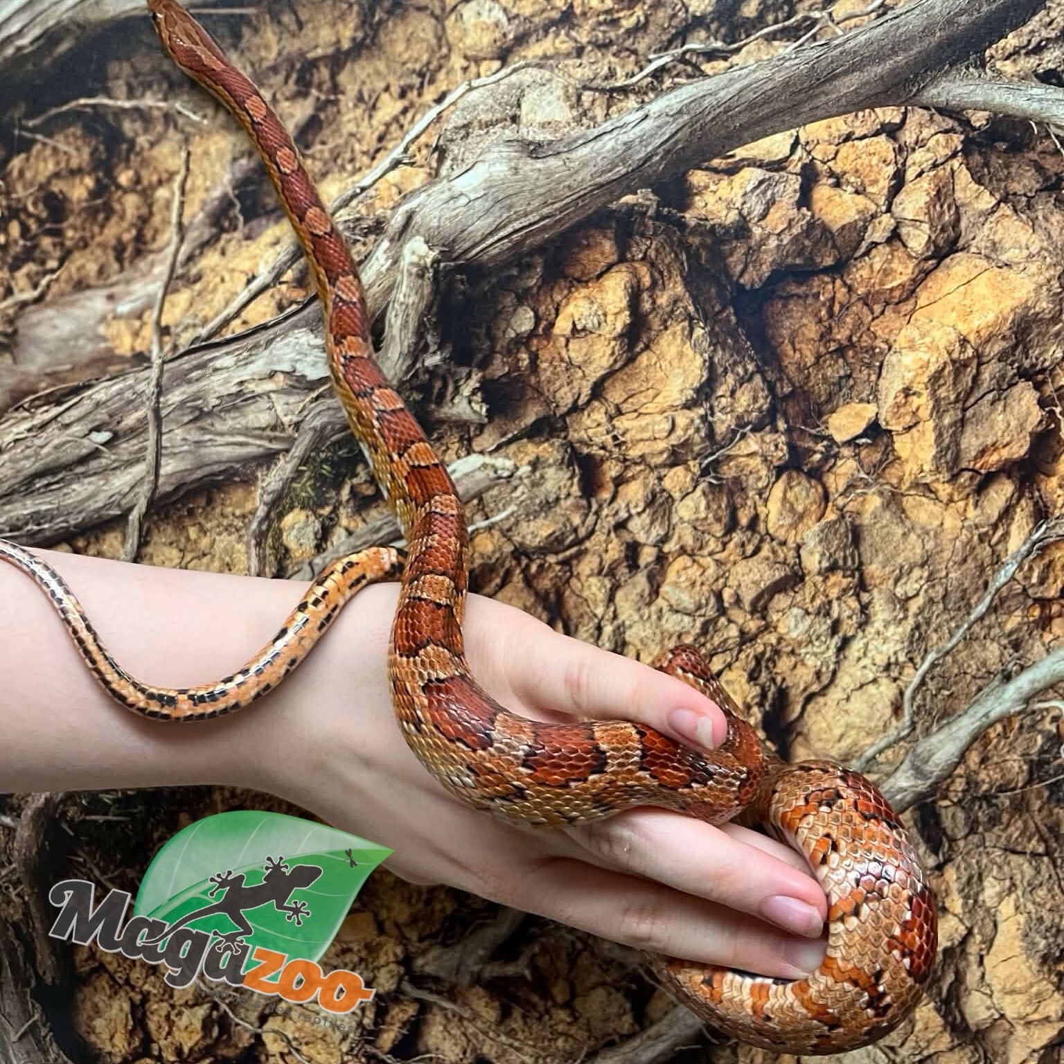 Magazoo ''Florida Keys'' Male Corn snake 2 years old
