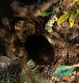 Magazoo Female Cuban Gold tarantula 4'' Sold with enclosure 12X7X8'' /Phormictopus auratus