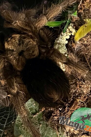 Magazoo Female Cuban Gold tarantula 4'' Sold with enclosure 12X7X8'' /Phormictopus auratus