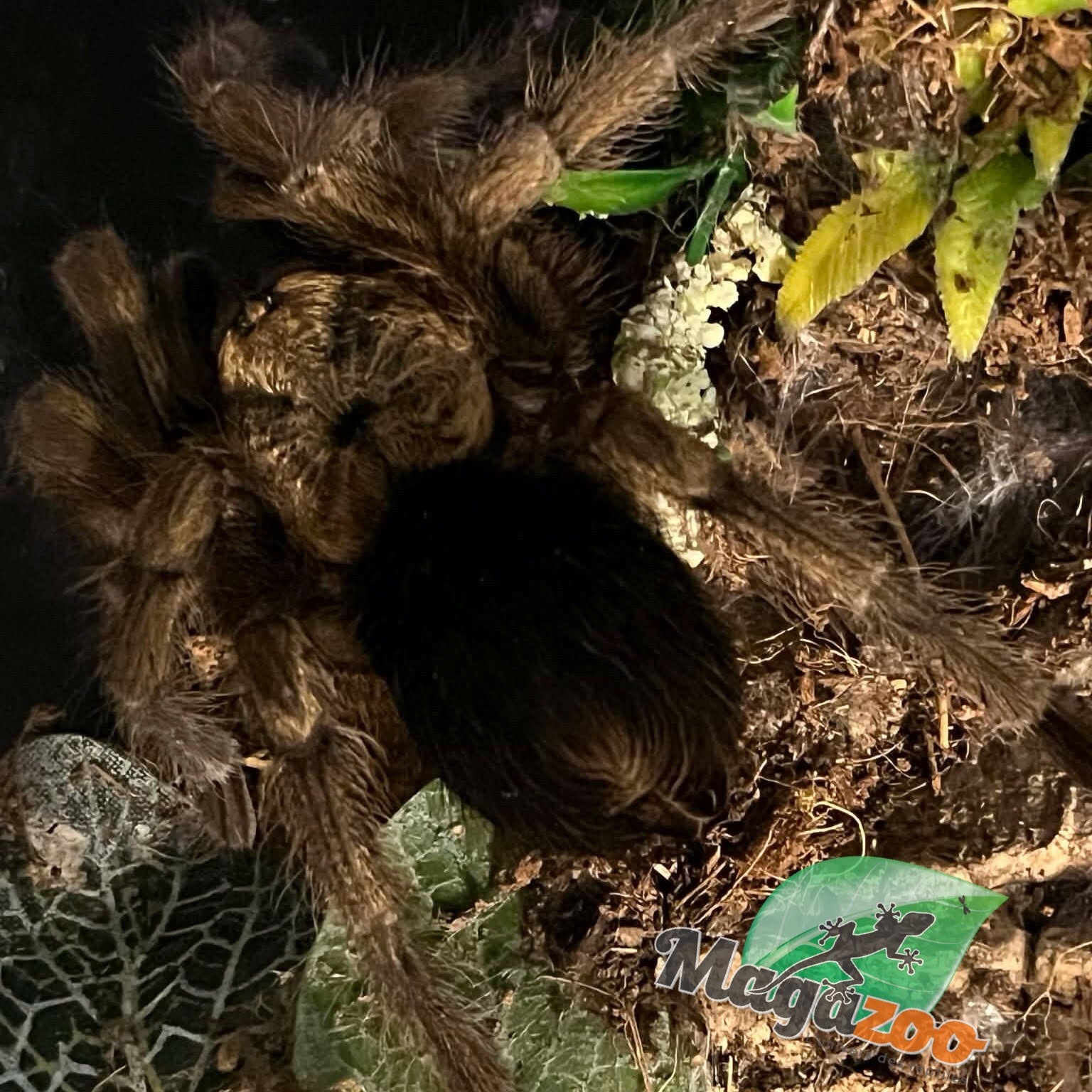 Magazoo Female Cuban Gold tarantula 4'' Sold with enclosure 12X7X8'' /Phormictopus auratus