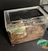 Magazoo Female Cuban Gold tarantula 4'' Sold with enclosure 12X7X8'' /Phormictopus auratus