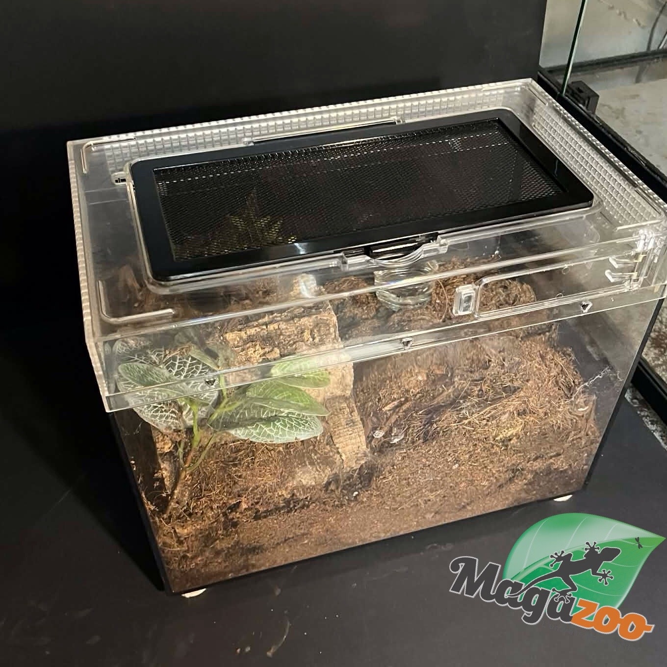 Magazoo Female Cuban Gold tarantula 4'' Sold with enclosure 12X7X8'' /Phormictopus auratus