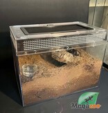 Magazoo Mygale d'or de Cuba Femelle 4'' Vendu avec enclos 12X7X8'' /Phormictopus auratus