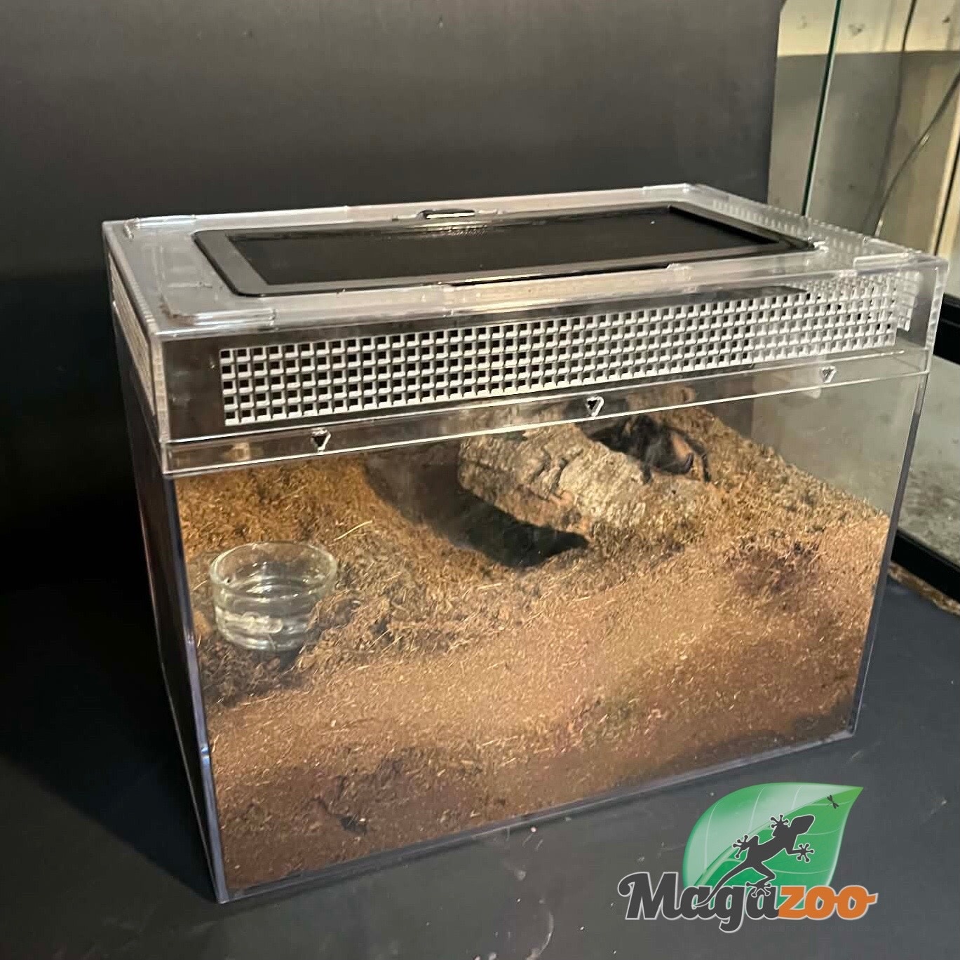 Magazoo Mygale d'or de Cuba Femelle 4'' Vendu avec enclos 12X7X8'' /Phormictopus auratus