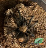 Magazoo Mygale mexicaine doré à croupe rouge 3'' Vendu avec terrarium 12X7X8'' / Brachypelma albiceps