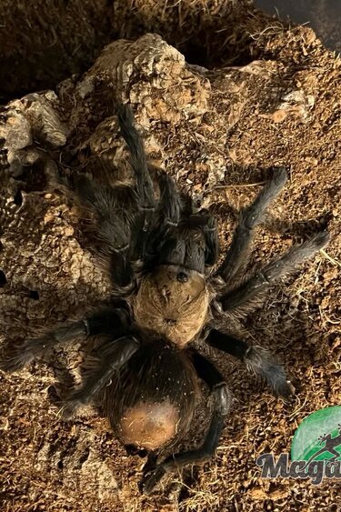 Magazoo Mygale mexicaine doré à croupe rouge 3'' Vendu avec terrarium 12X7X8'' / Brachypelma albiceps