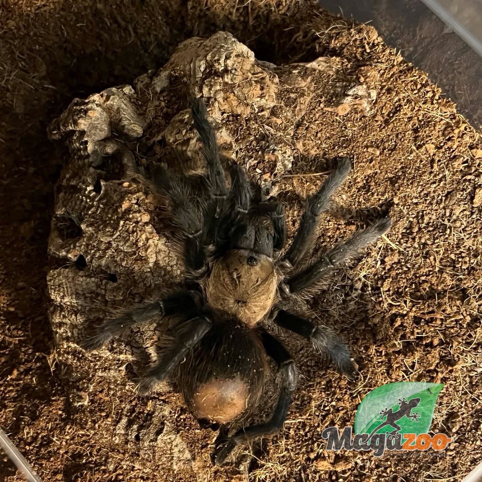 Magazoo Mygale mexicaine doré à croupe rouge 3'' Vendu avec terrarium 12X7X8'' / Brachypelma albiceps