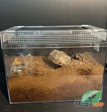 Magazoo Mygale mexicaine doré à croupe rouge 3'' Vendu avec terrarium 12X7X8'' / Brachypelma albiceps