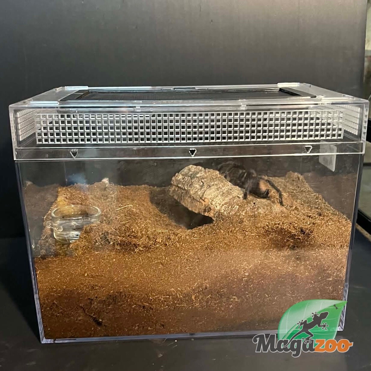 Magazoo Mygale mexicaine doré à croupe rouge 3'' Vendu avec terrarium 12X7X8'' / Brachypelma albiceps
