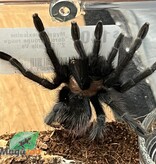 Magazoo Mygale mexicaine doré à croupe rouge 2'' Femelle Vendu avec enclos / Brachypelma albiceps