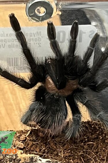 Magazoo Female Mexican Golden Red Rump tarantula 2'' Sold with enclosure / Brachypelma albiceps