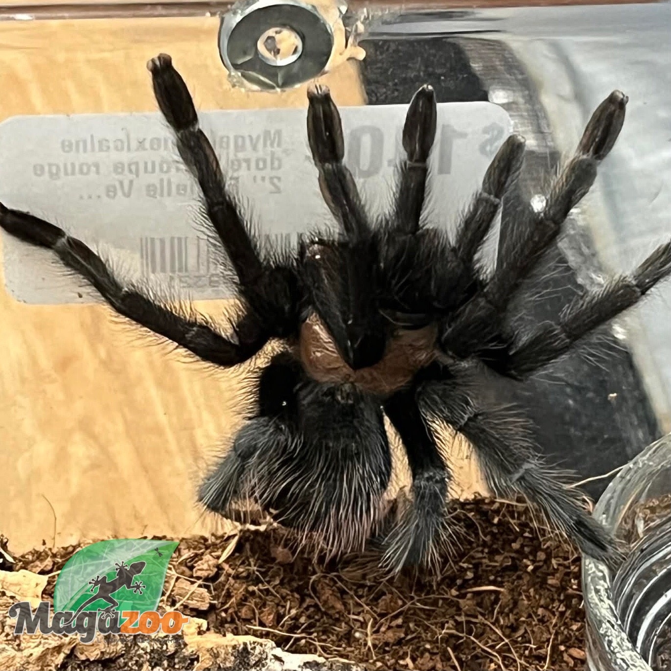 Magazoo Female Mexican Golden Red Rump tarantula 2'' Sold with enclosure / Brachypelma albiceps