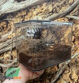 Magazoo Mygale mexicaine doré à croupe rouge 2'' Femelle Vendu avec enclos / Brachypelma albiceps