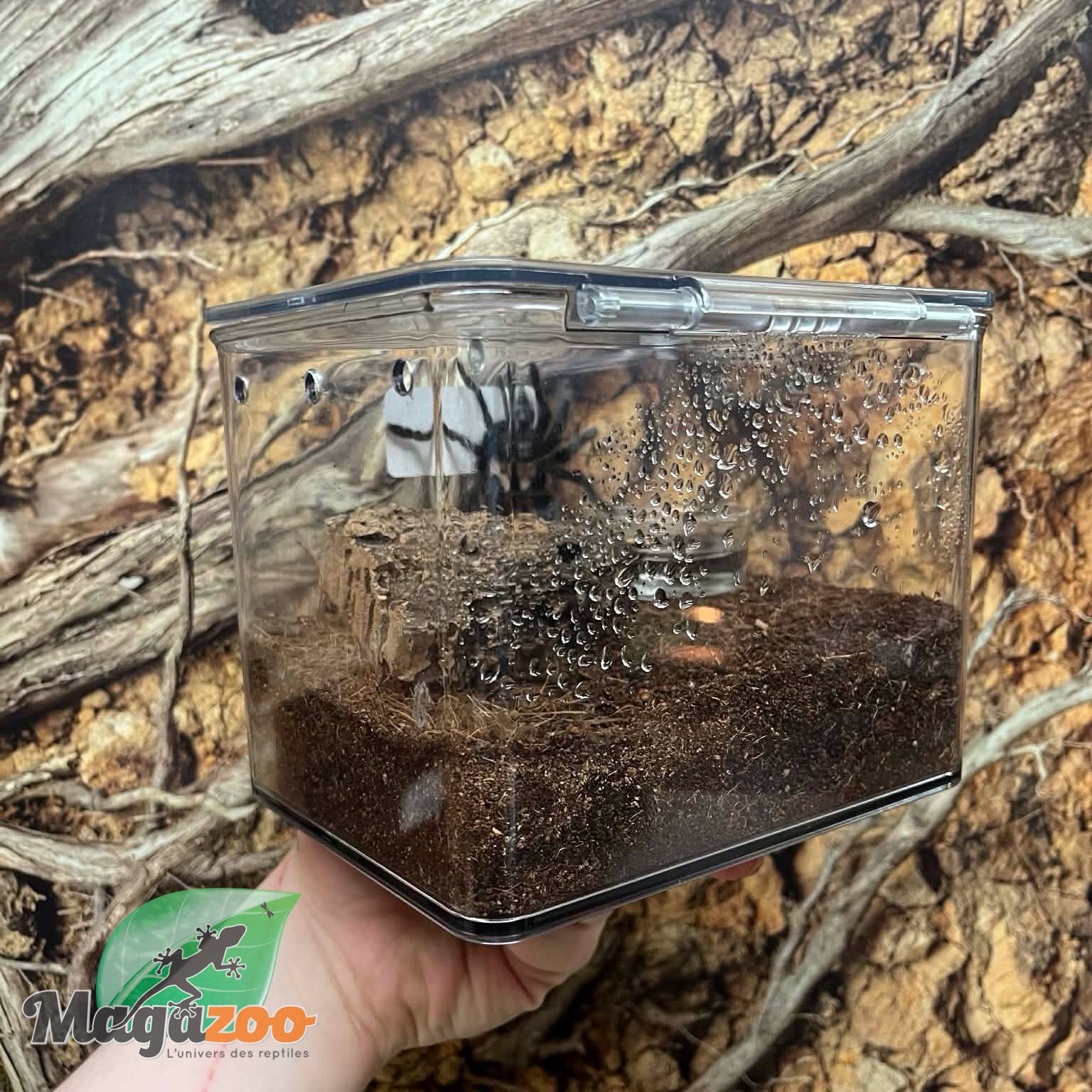 Magazoo Female Mexican Golden Red Rump tarantula 2'' Sold with enclosure / Brachypelma albiceps