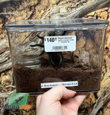 Magazoo Mygale mexicaine doré à croupe rouge 2'' Femelle Vendu avec enclos / Brachypelma albiceps