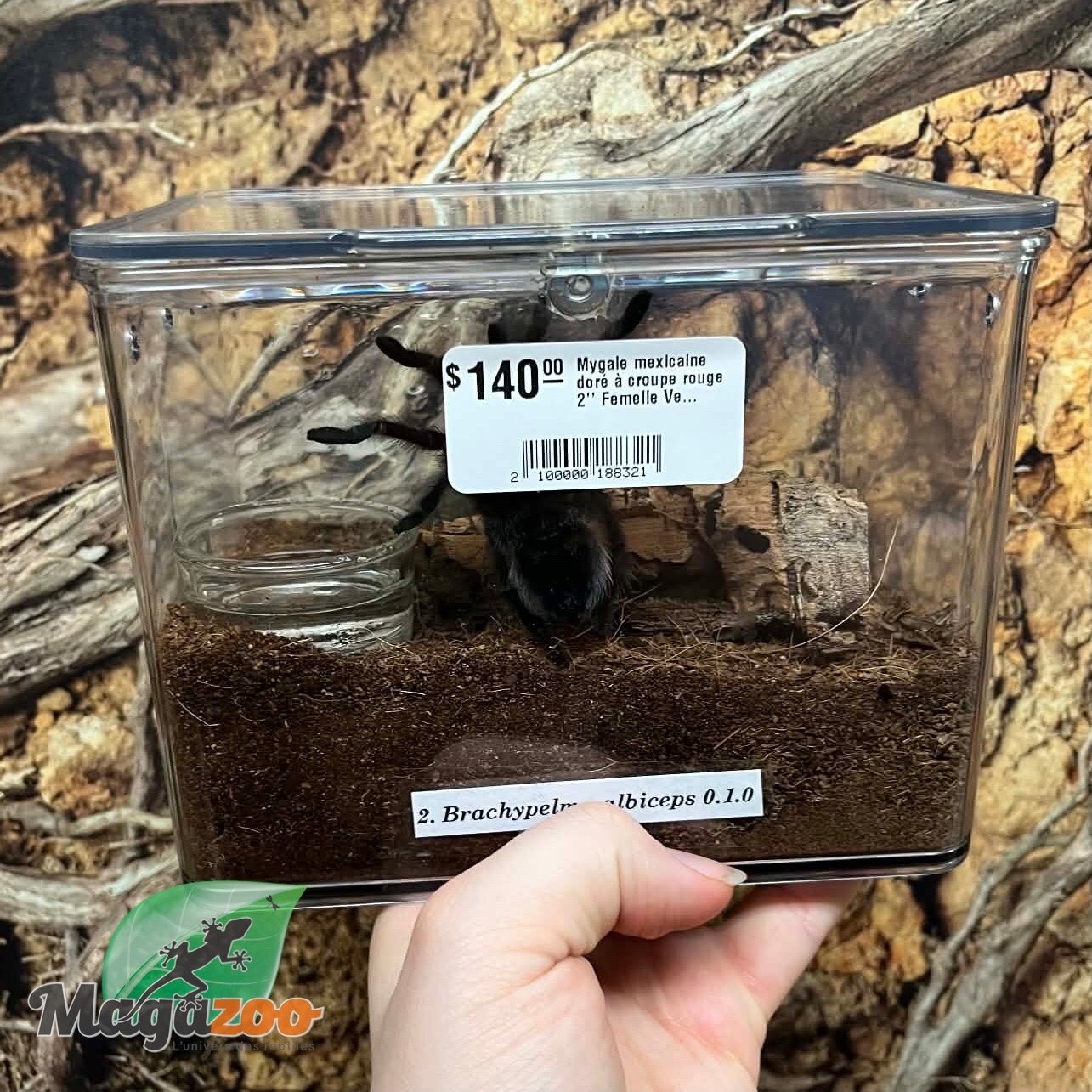 Magazoo Female Mexican Golden Red Rump tarantula 2'' Sold with enclosure / Brachypelma albiceps