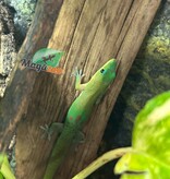 Magazoo Baby Gold dust day gecko #2 /Gold dust day gecko