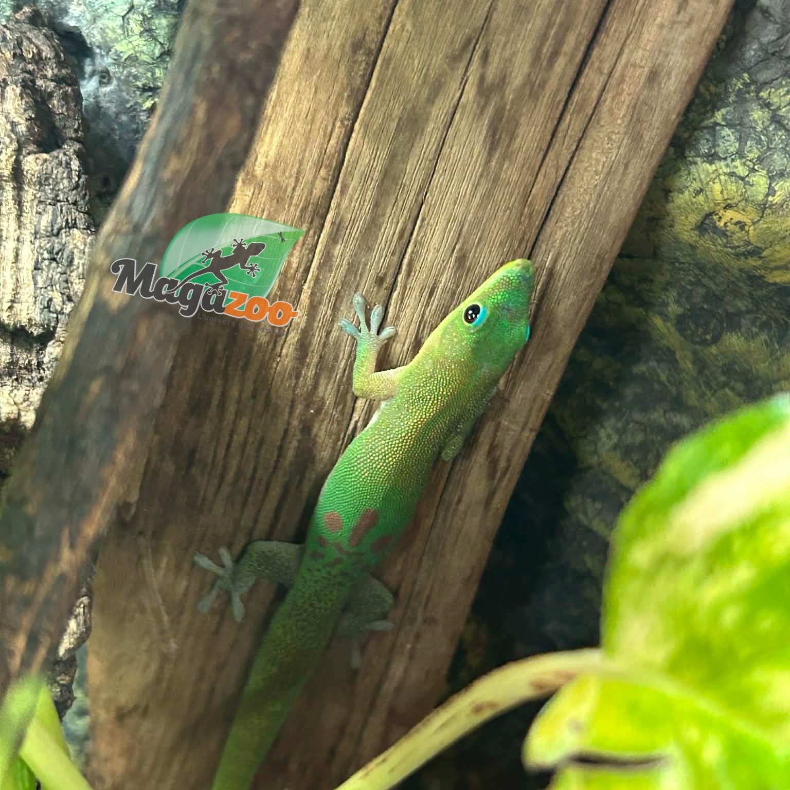 Magazoo Baby Gold dust day gecko #2 /Gold dust day gecko
