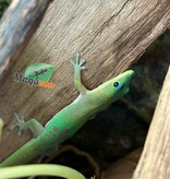 Magazoo Gecko Diurne poussière d'or Mâle #2 /Gold dust day gecko