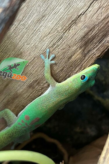 Magazoo Baby Gold dust day gecko #2 /Gold dust day gecko