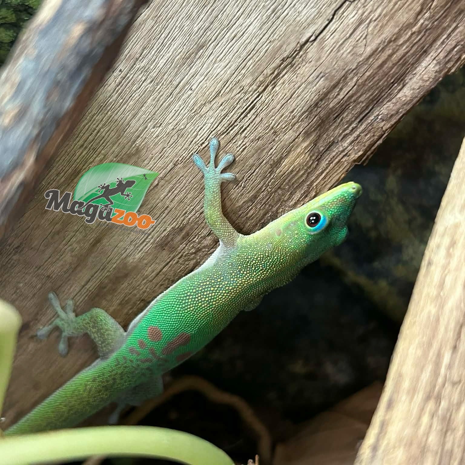Magazoo Baby Gold dust day gecko #2 /Gold dust day gecko