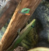 Magazoo Gecko Diurne poussière d'or Mâle #2 /Gold dust day gecko