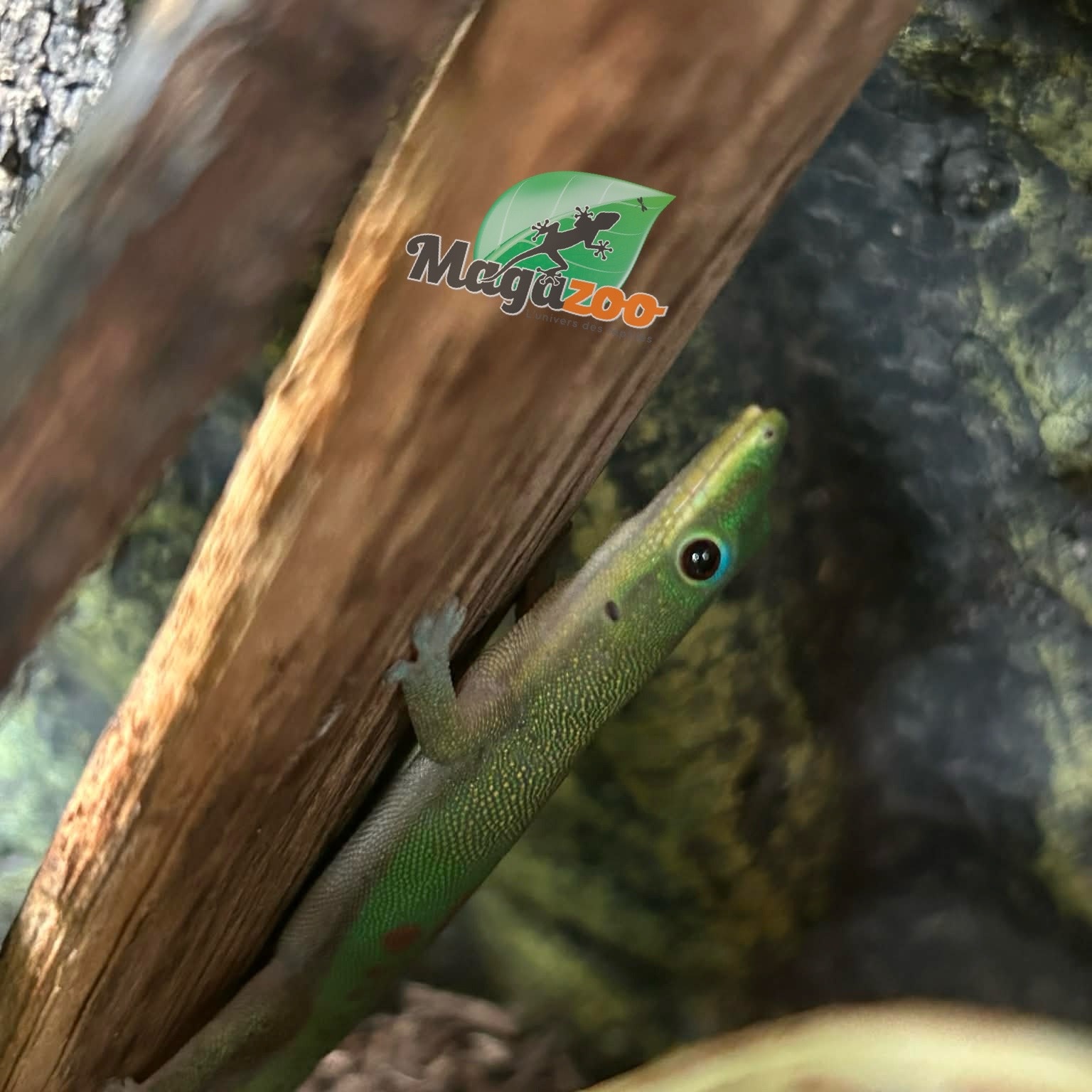 Magazoo Baby Gold dust day gecko #2 /Gold dust day gecko