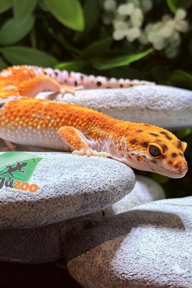 Magazoo Gecko léopard Tangerine Electric femelle 22/4/25