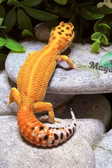 Magazoo Gecko léopard Firebold femelle 7/4/25