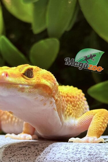 Magazoo Gecko léopard Albino patternless tremper orange  (A.P.T.O.R. ) femelle 08/06/25