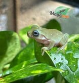 Magazoo Blue-eyed White's tree frog #1