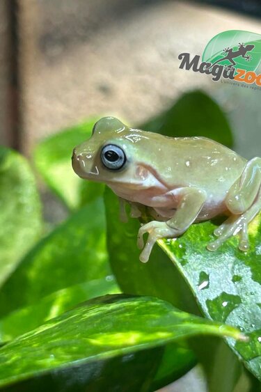 Magazoo Blue-eyed White's tree frog #1