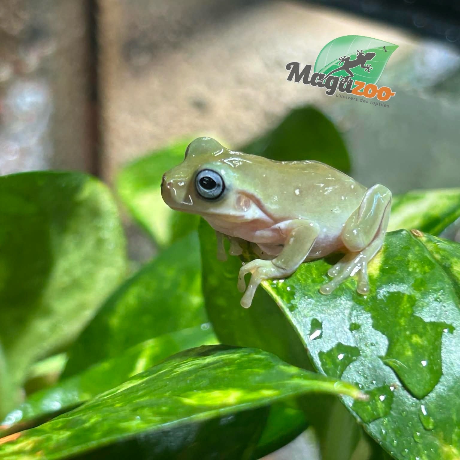 Magazoo Blue-eyed White's tree frog #1