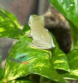 Magazoo Blue-eyed White's tree frog #1