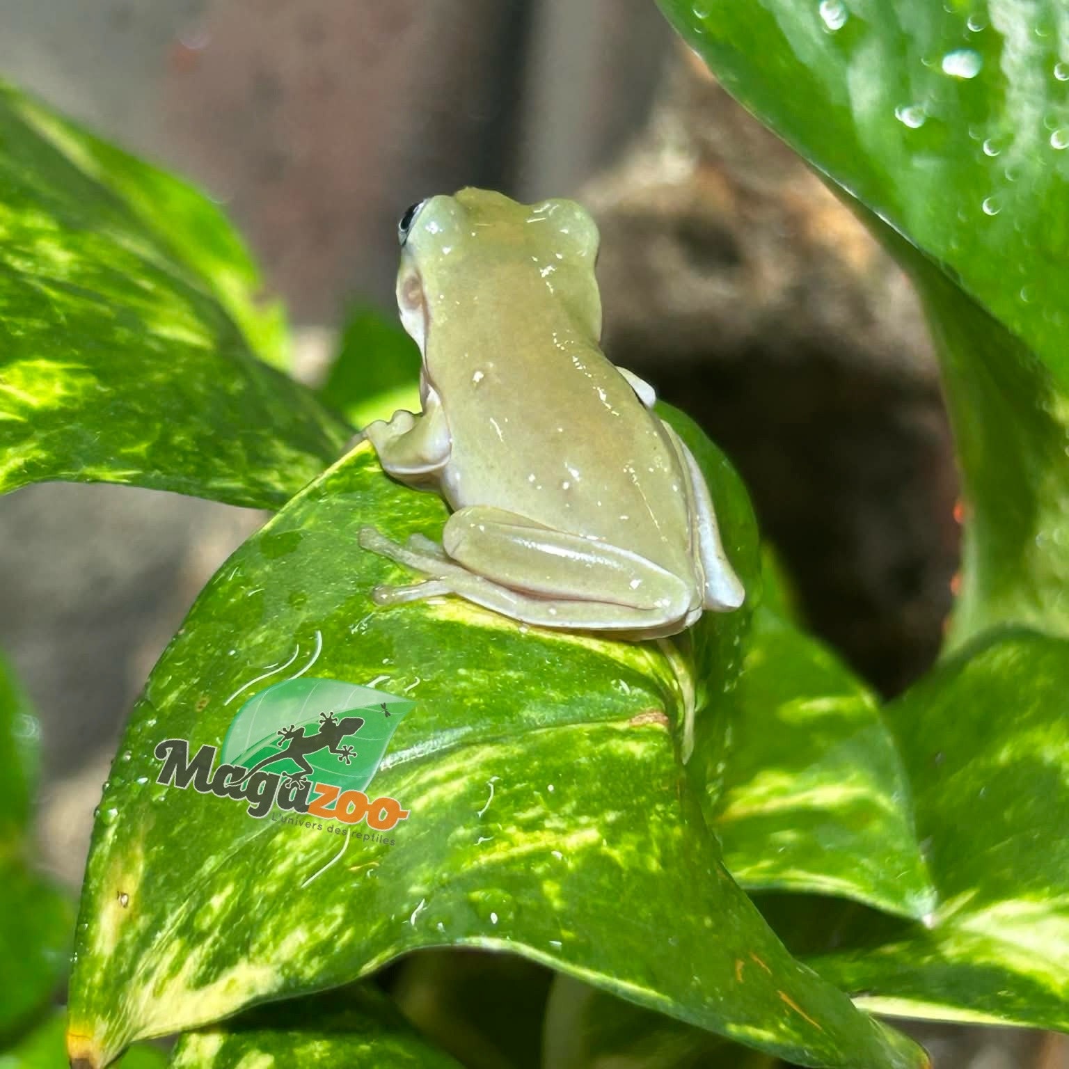 Magazoo Blue-eyed White's tree frog #1