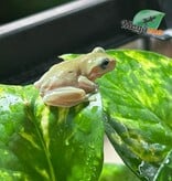 Magazoo Blue-eyed White's tree frog #1
