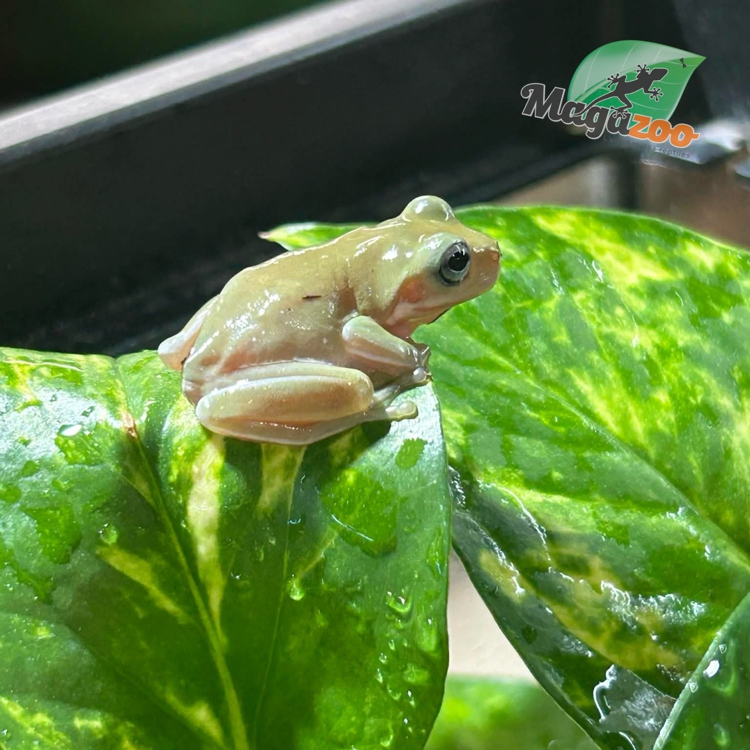 Magazoo Blue-eyed White's tree frog #1