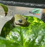 Magazoo Blue-eyed White's tree frog #1