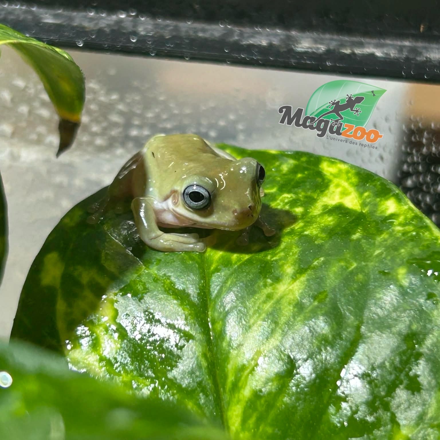 Magazoo Blue-eyed White's tree frog #1