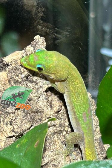 Magazoo Female Gold dust day gecko #1 /Gold dust day gecko