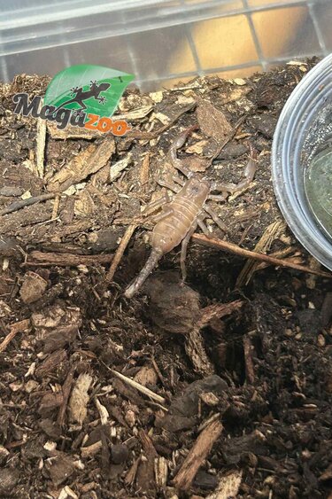 Magazoo Baby Black Asian scorpion (Sold with enclosure) /Heterometrus spinifer